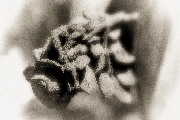 Eine Rose